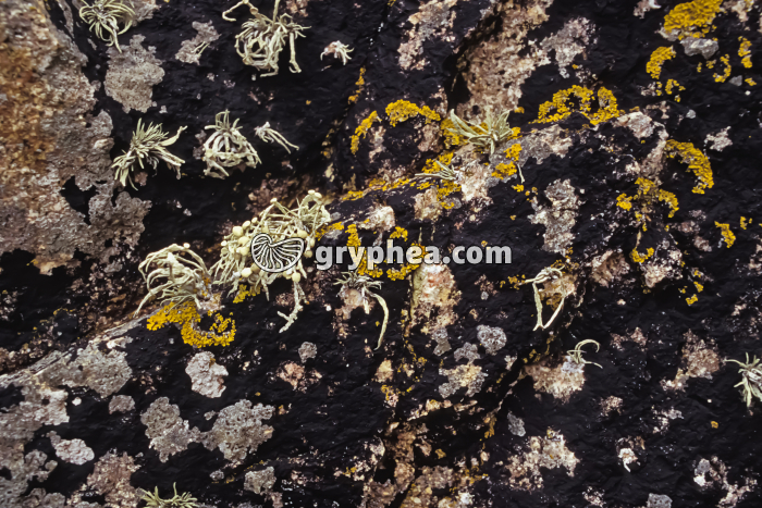 Verrucaria maura - Lichens noirs de la zone supra-littorale - gryphea.com